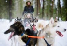 Rovaniemi – Gateway to Finnish Lapland husky safari rovaniemi