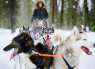 Rovaniemi – Gateway to Finnish Lapland husky safari rovaniemi