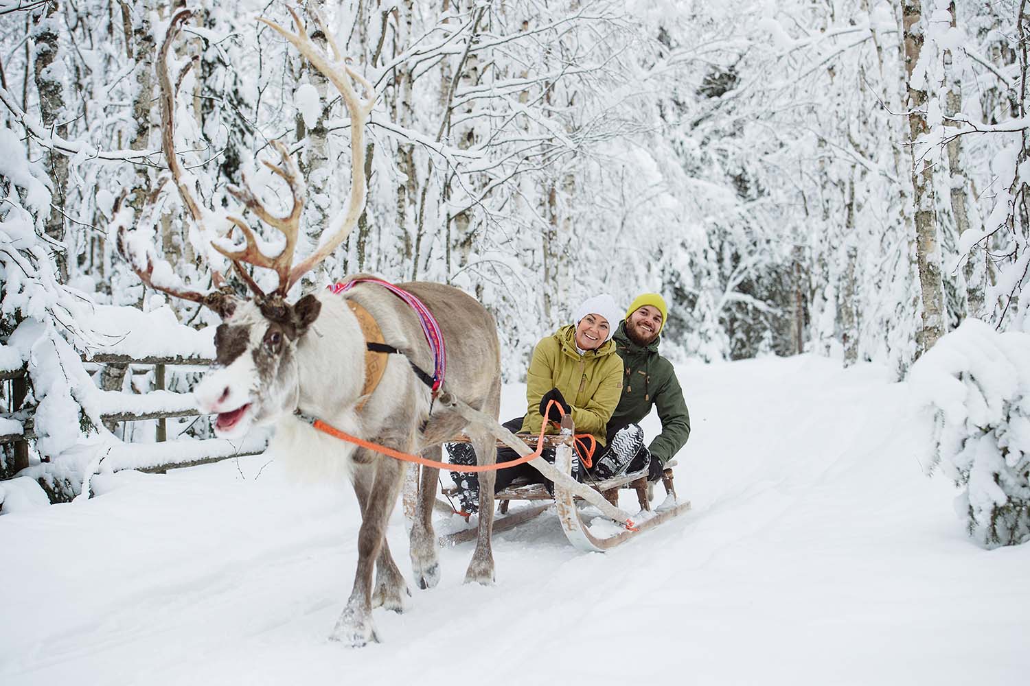 reindeer ride lapland