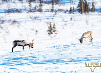 Lapland in Winter – Best Winter Activities reindeer lapland