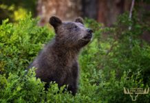 Bear Watching in Finland – Guide to Bear Safaris baby bear finland