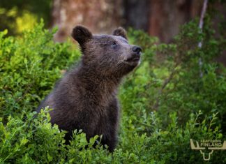 Bear Watching in Finland – Guide to Bear Safaris baby bear finland