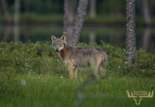 Wild East – Kainuu and North Karelia regions of Eastern Finland wold finland