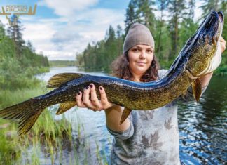 Fishing in Finland – Species, Tackle, Permits and Best Fishing Spots pike fishing finland