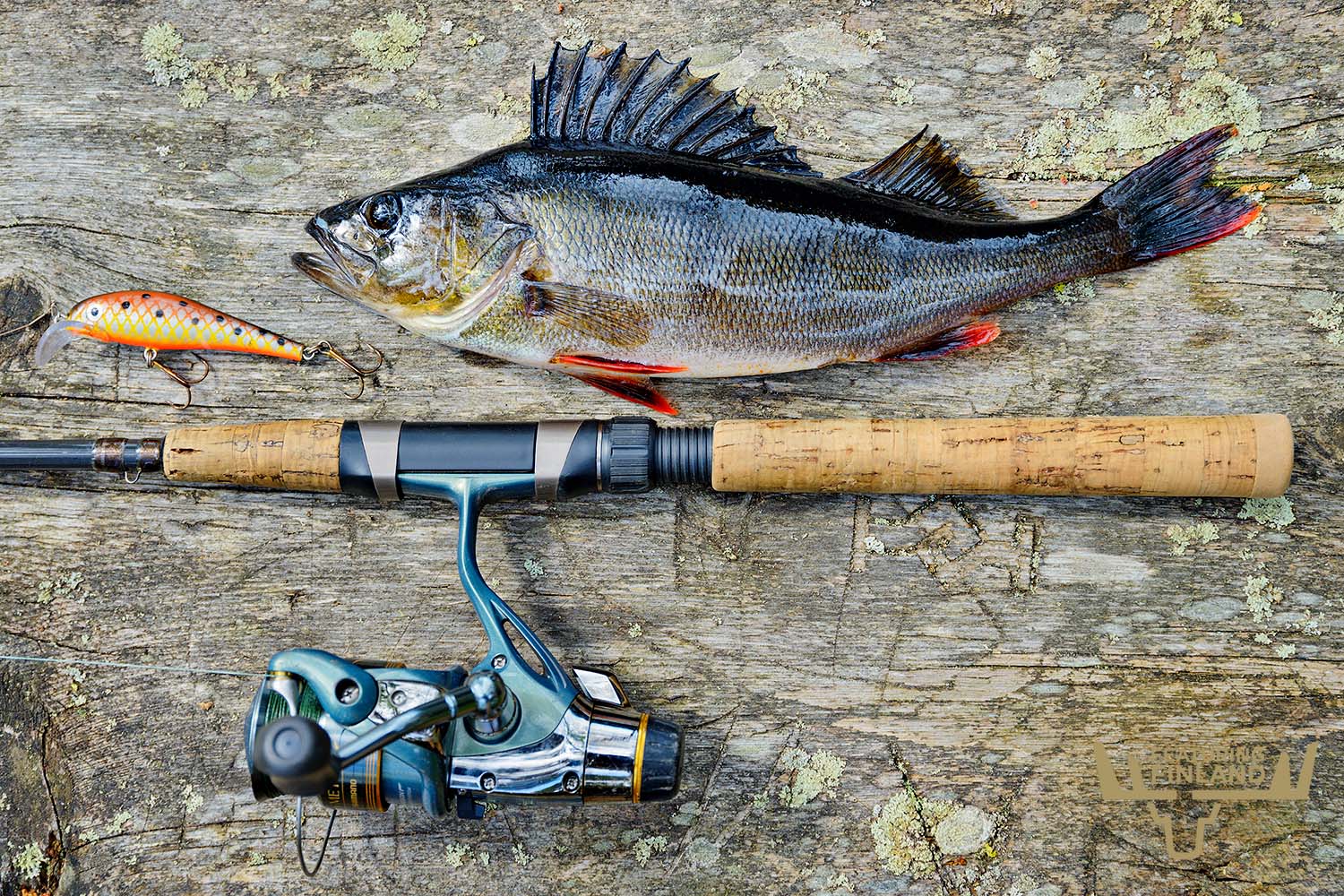 finland fishing perch