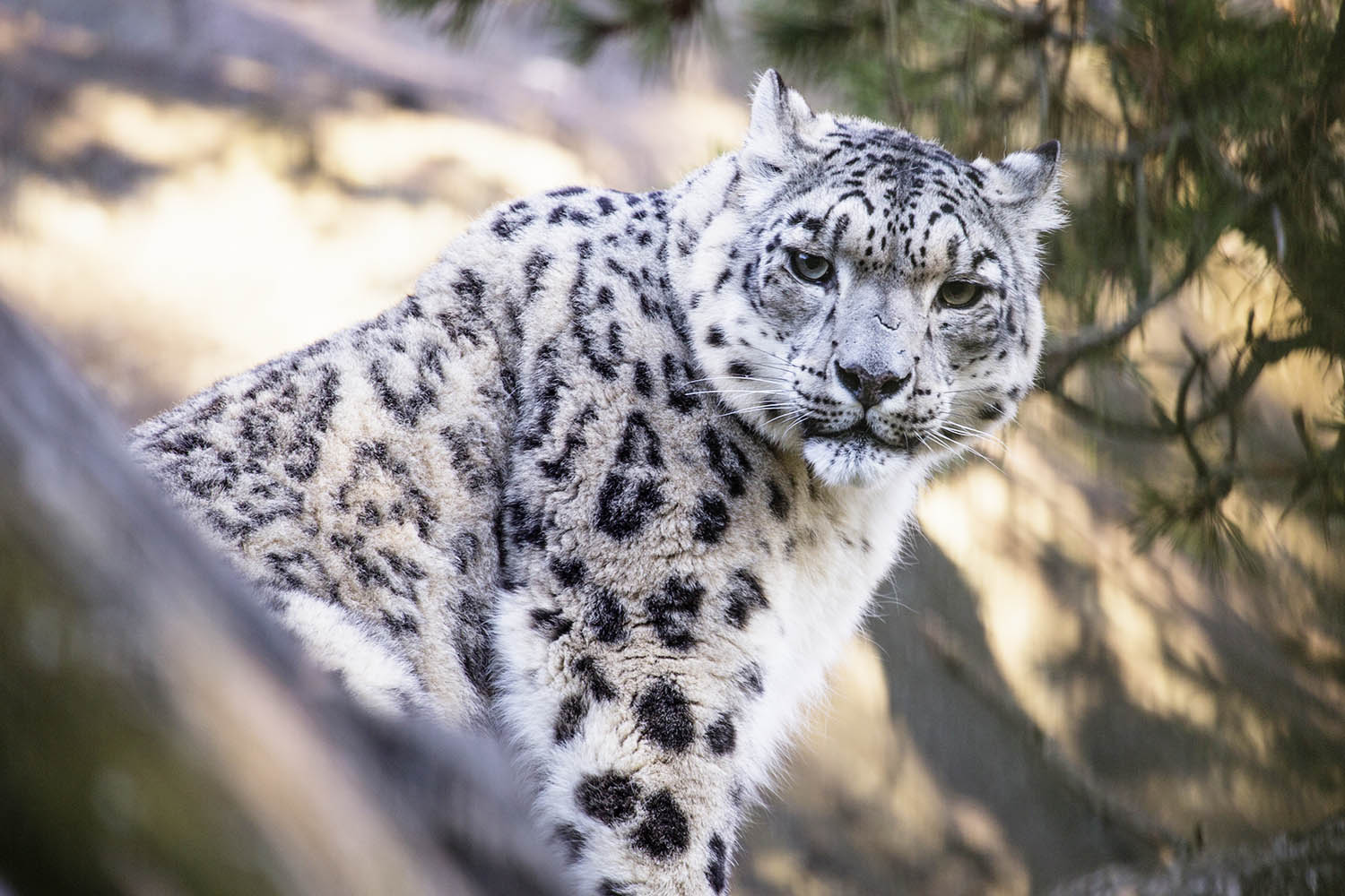 Helsinki Zoo snow leopard